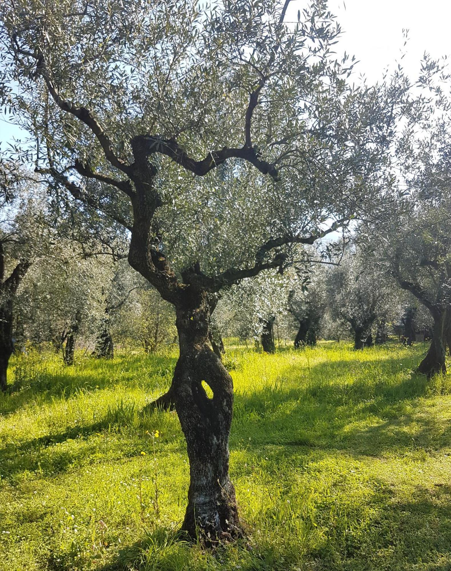 Antico Uliveto Pension Seravezza Buitenkant foto