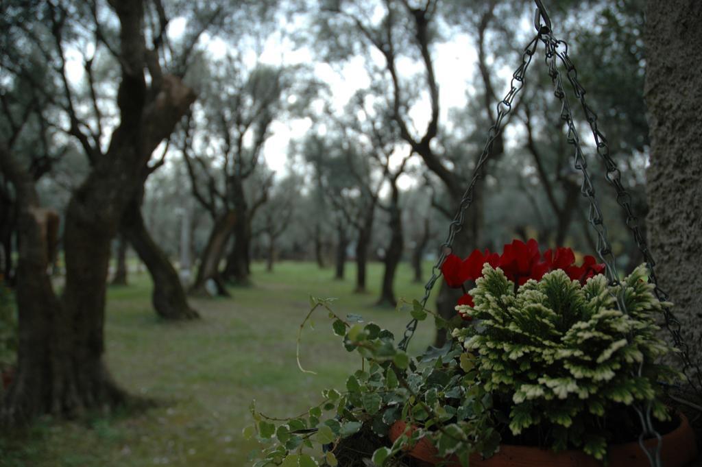 Antico Uliveto Pension Seravezza Buitenkant foto