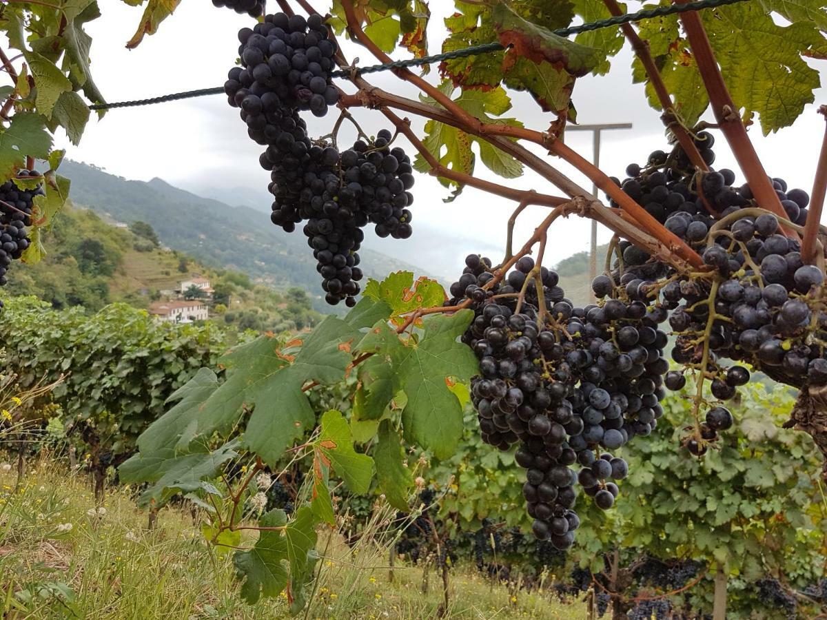 Antico Uliveto Pension Seravezza Buitenkant foto